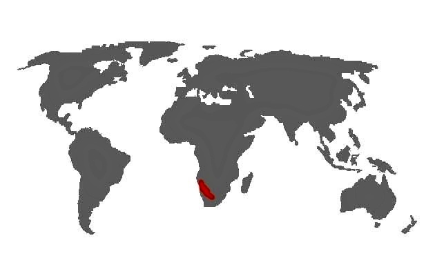 Agapornis roseicollis - mapa vyskytu